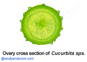 Cucurbitaceae, vegetative characters, cucurbita, cucumber, pumpkin family